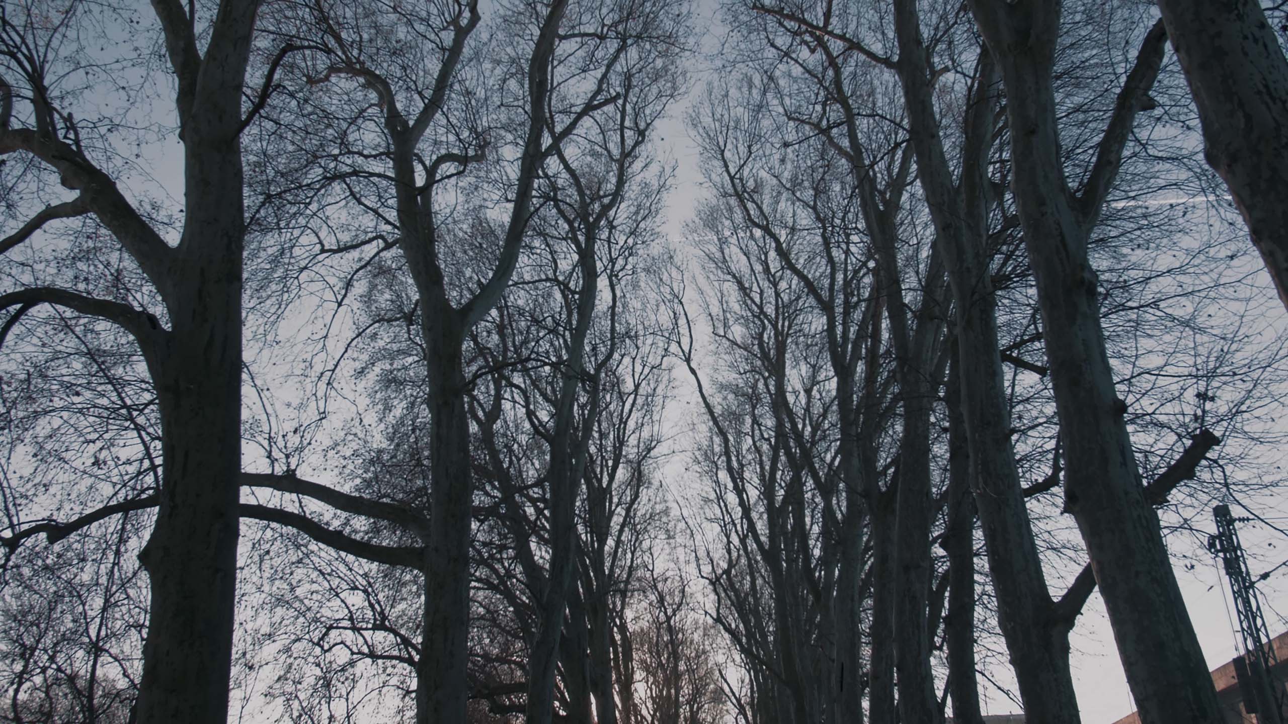 TERRY KRAATZ - AMAZONS OF STUTTGART