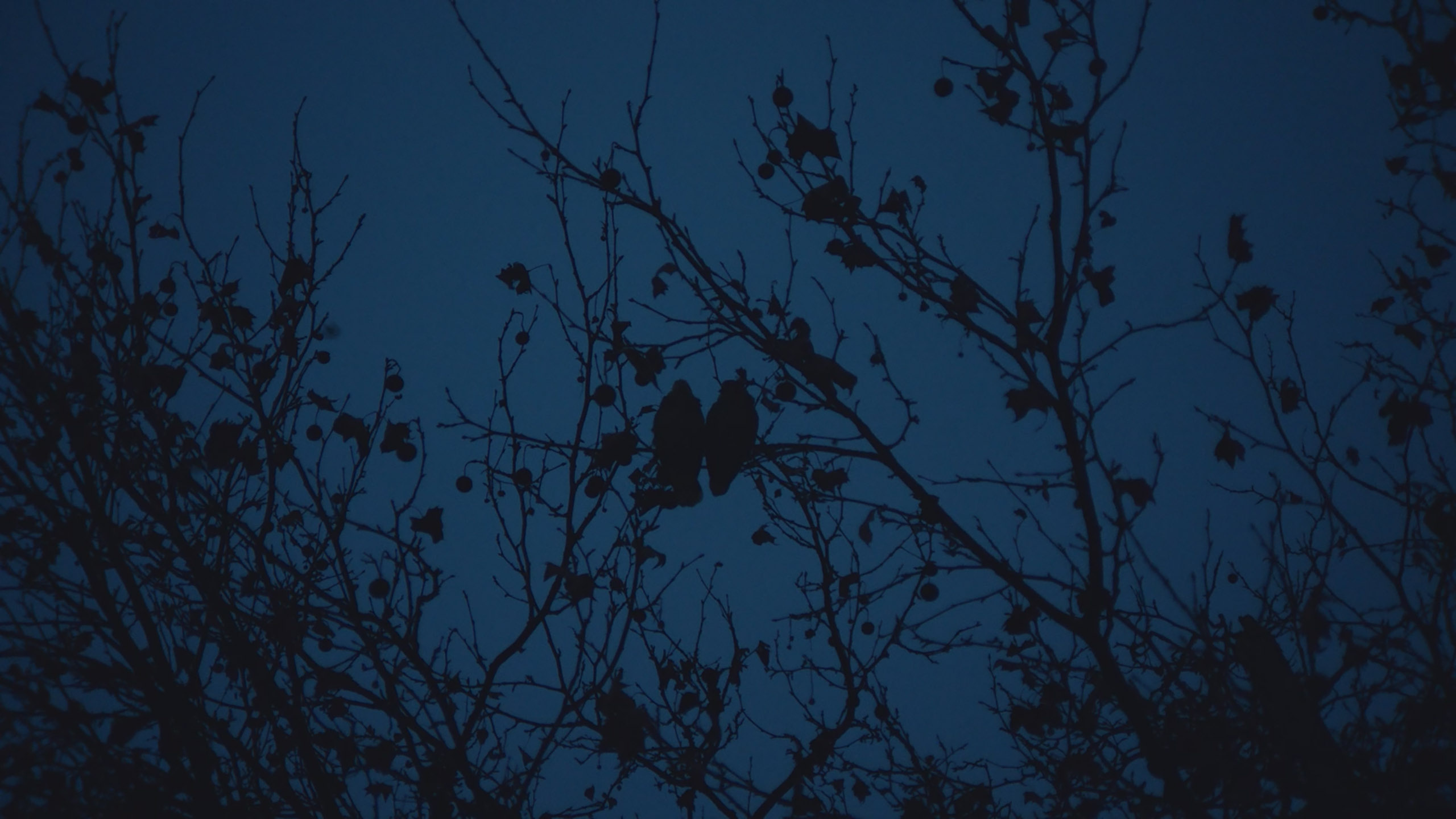 TERRY KRAATZ - AMAZONS OF STUTTGART