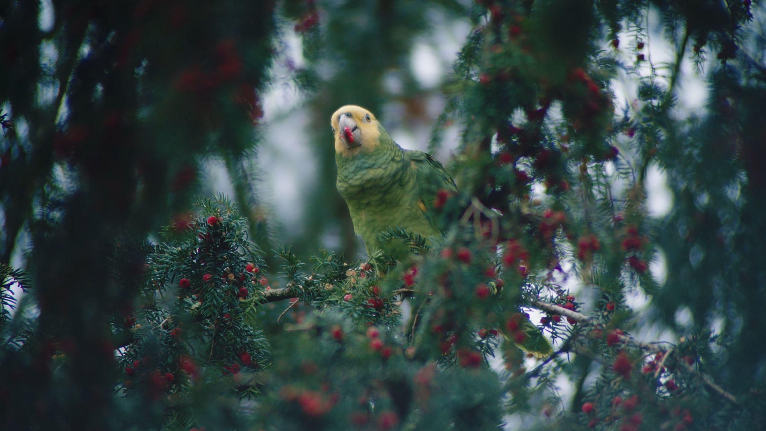 TERRY KRAATZ - AMAZONS OF STUTTGART