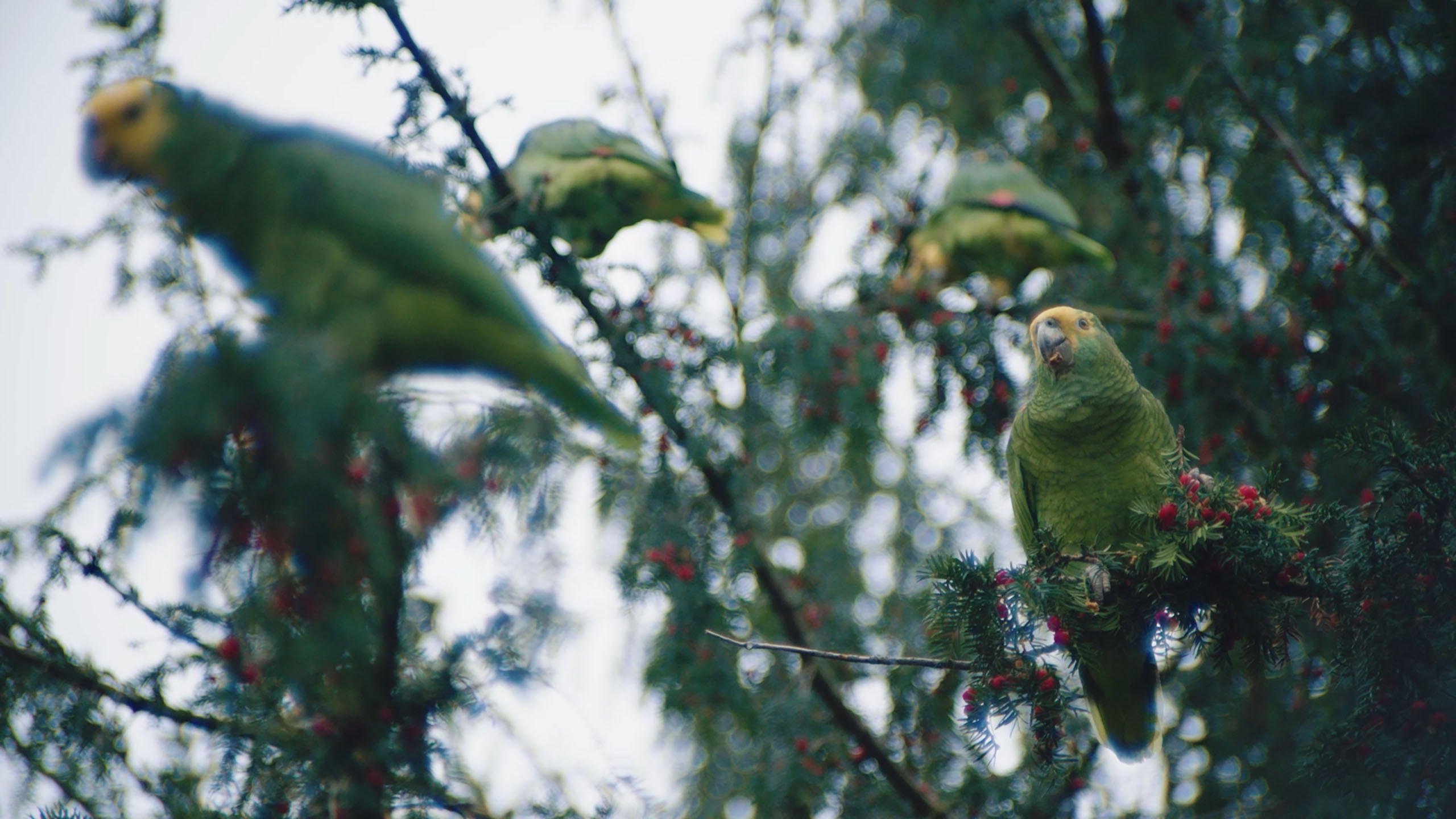 TERRY KRAATZ - AMAZONS OF STUTTGART