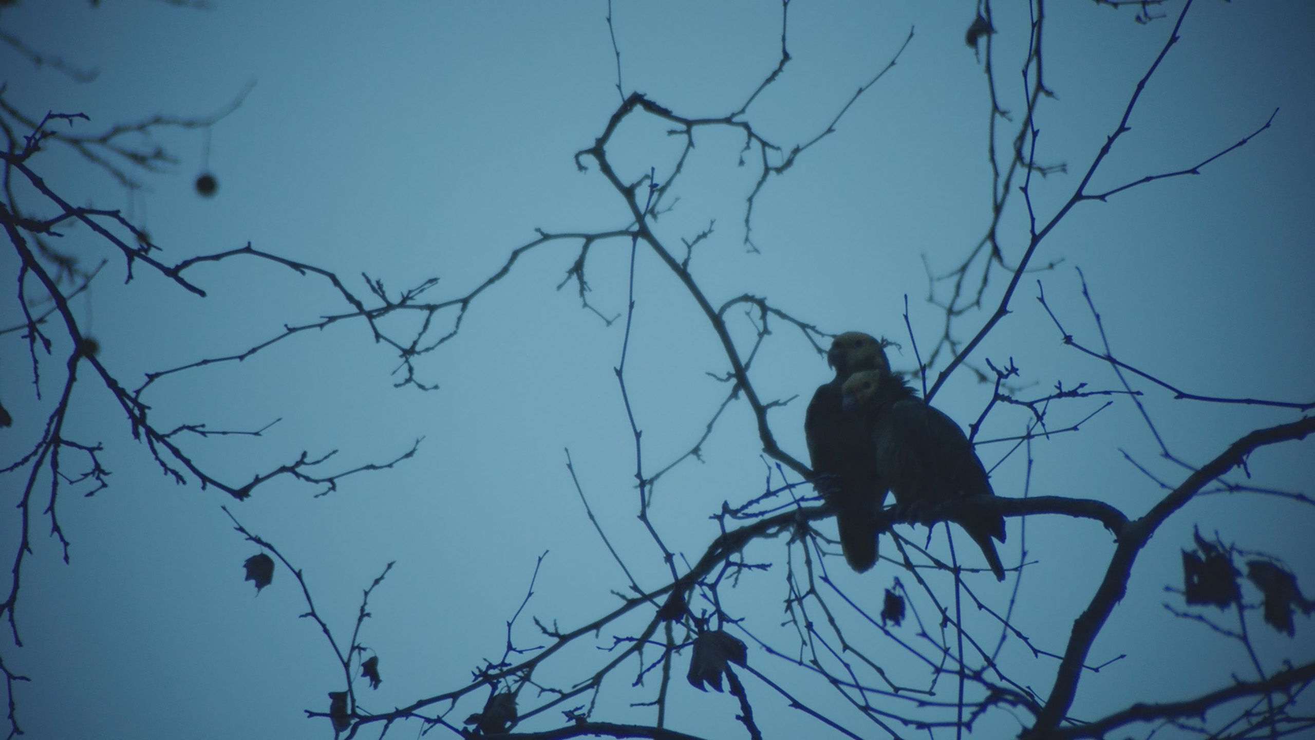 TERRY KRAATZ - AMAZONS OF STUTTGART