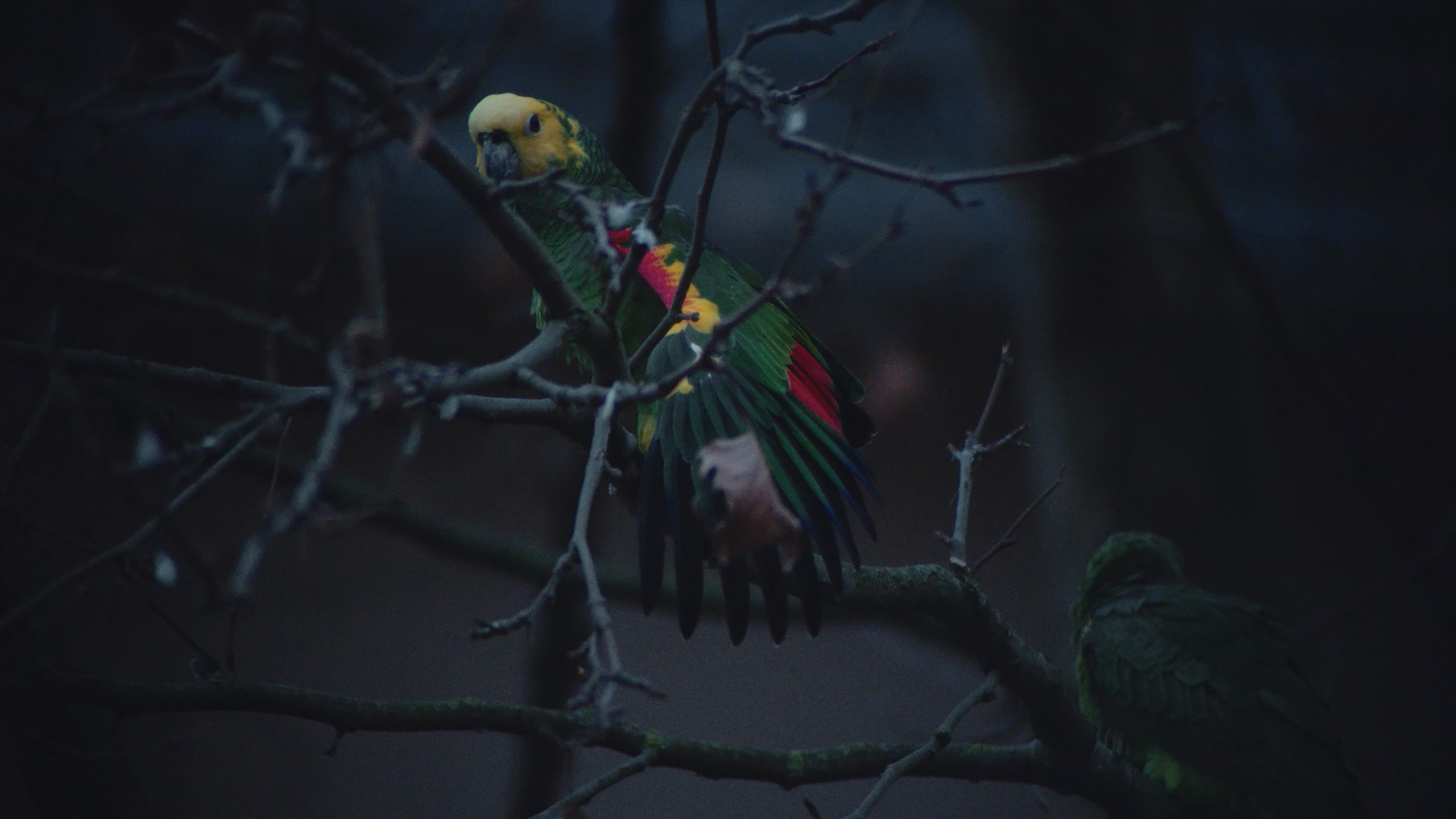 TERRY KRAATZ - AMAZONS OF STUTTGART